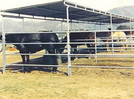 Corral panels shelter provides shade for horses