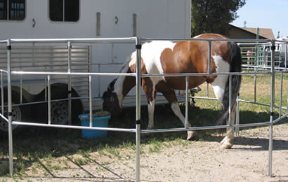 A horse is enclosed in the round-pipe portable panels