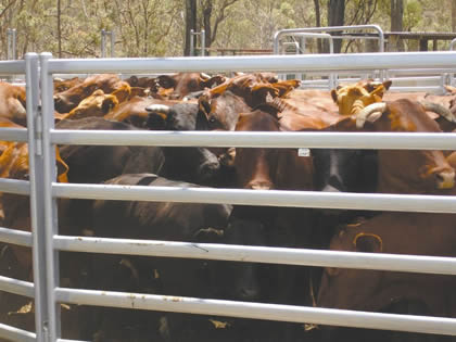 Six rail pipe cattle corral fences are formed a pen and many cattle in it.