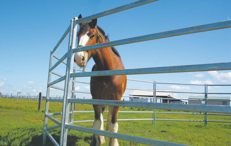 The horse corral panels are installed in the pasture and a horse in it.
