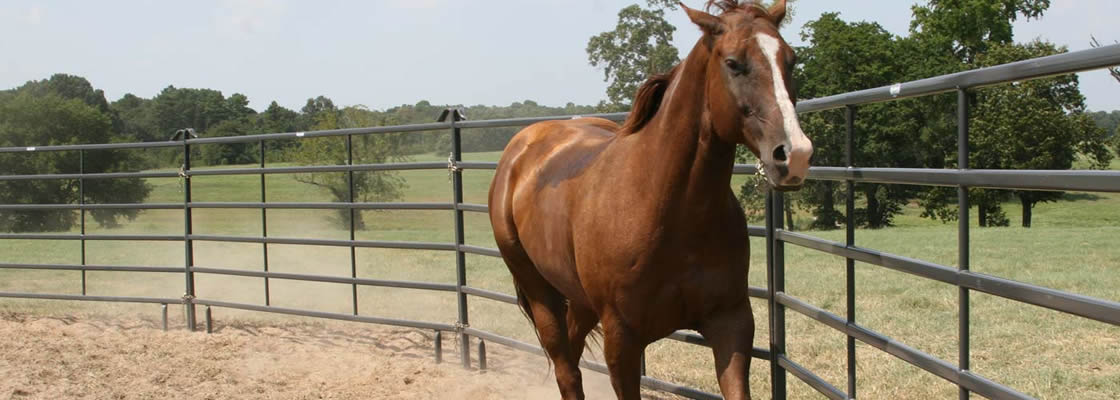 A horse is galloping in the gray 6-oval-rail round pen
