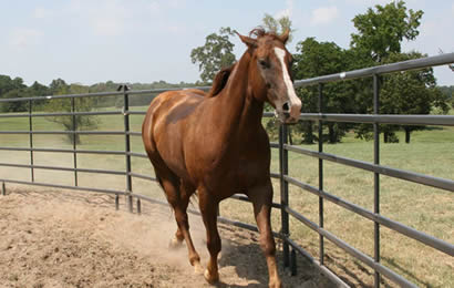 A horse is galloping in the gray 6-oval-rail round pen